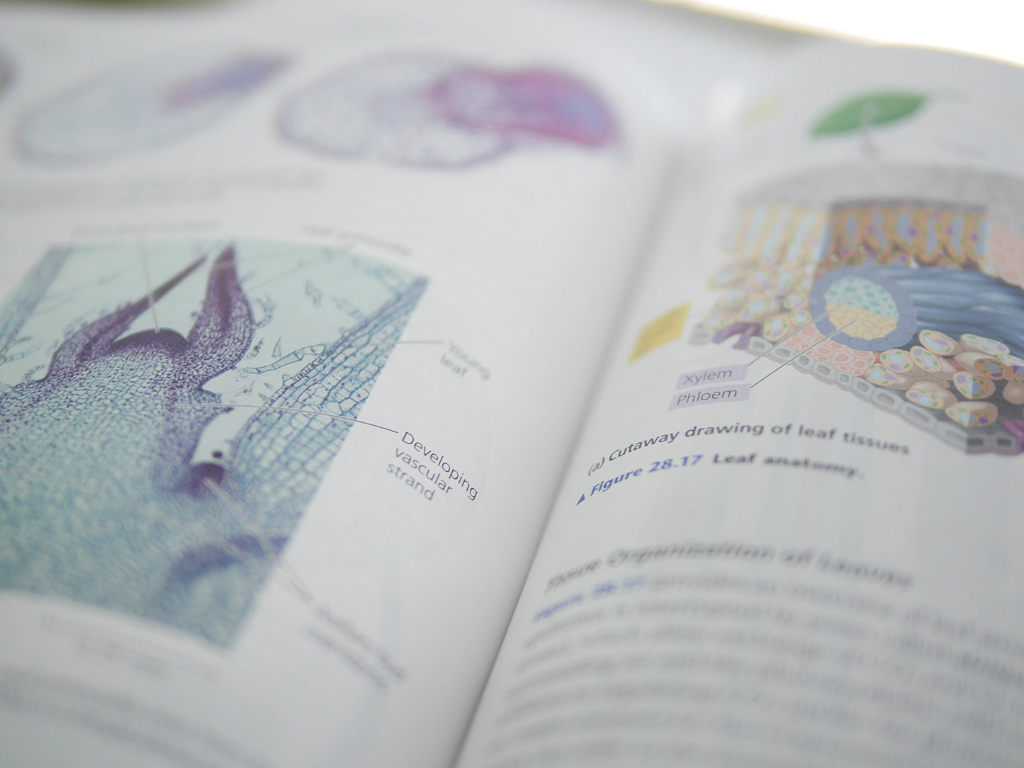 Campbell Biology in Focus - Standalone book Urry, Lisa A.; Cain, Michael L.; Wasserman, Steven A.; Minorsky, Peter V.; Jackson, Robert B. and Reece, Jane B.