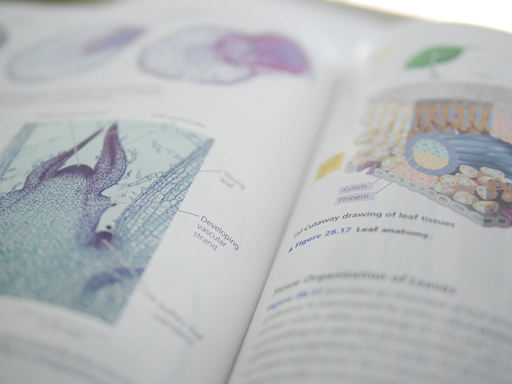 Campbell Biology in Focus - Standalone book Urry, Lisa A.; Cain, Michael L.; Wasserman, Steven A.; Minorsky, Peter V.; Jackson, Robert B. and Reece, Jane B.