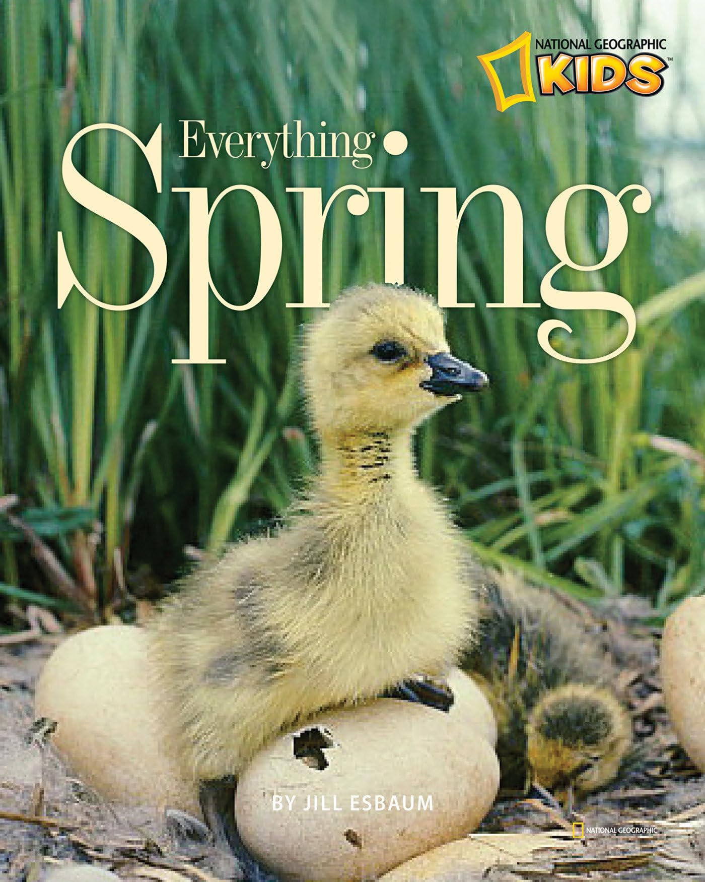 Everything Spring (Picture the Seasons) [Paperback] Esbaum, Jill
